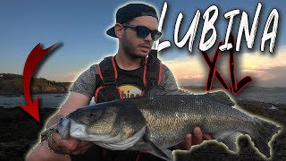 🚀𝐋𝐔𝐁𝐈𝐍𝐀 𝐗𝐋 con PASEANTE|| Ataque BRUTAL al Pugachev´s Cobra [𝑹𝒆𝒄𝒐𝒑𝒊𝒍𝒂𝒄𝒊ó𝒏 𝒄𝒂𝒑𝒕𝒖𝒓𝒂𝒔 𝒂 𝑺𝑷𝑰𝑵𝑵𝑰𝑵𝑮]