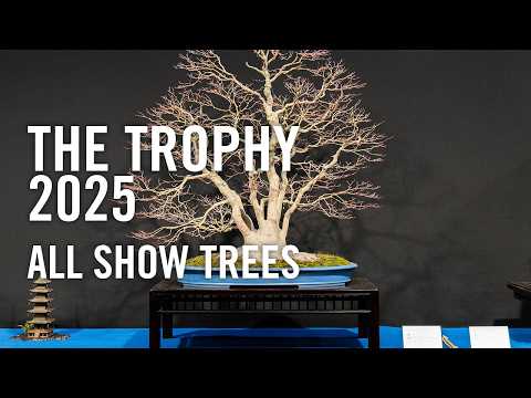 The Trophy 2025, the biggest bonsai show outside of Japan. All the show trees in detail. 盆栽