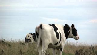 Everytime I see you by Emma Forman