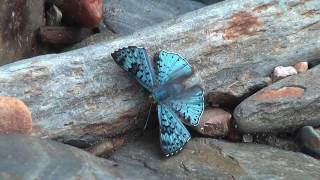 preview picture of video 'Butterflies from Yungas Bolivia part 2'