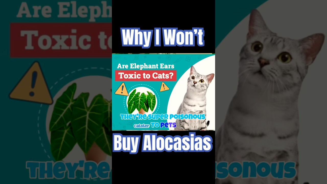 DONT BUY THIS PLANT                    #plants #ihavethisthingwithplants