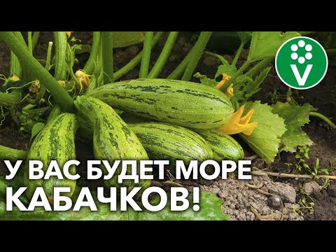 ЙОД И БОРНАЯ КИСЛОТА — ДЛЯ БОЛЬШОГО УРОЖАЯ КАБАЧКОВ! Для лучшей завязи и против гнилей!