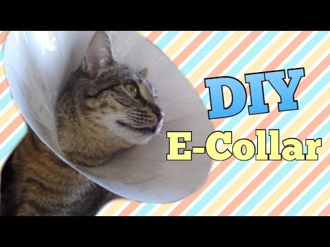 DIY E-Collar