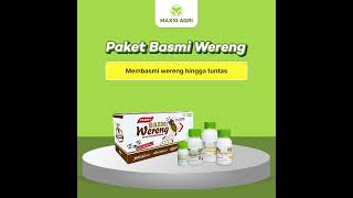 Download lagu Berantas Wereng Sampai Tuntas Pakai Paket Basmi Wereng 🌾✨ mp3 Download lagu Berantas Wereng Sampai Tuntas Pakai Paket Basmi Wereng 🌾✨ mp3