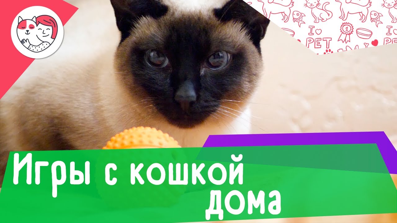 5 идей для игр с кошкой дома