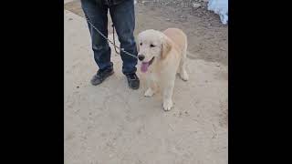 Video preview image #1 Golden Retriever Puppy For Sale in Seattle, WA, USA