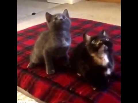 القطط هودي ههههههه