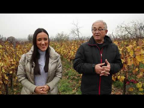 Umetnost u čaši ep. 54 17.11.2020. Vinarija "Stemina"
