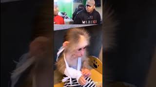 Download lagu Pertarungan Monyet Vs Ayam#shorts mp3 Download lagu Pertarungan Monyet Vs Ayam#shorts mp3