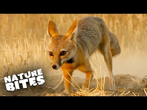Baby Kit Foxes Narrowly Escape Coyote Attack | Hollywood Fox | Nature Bites