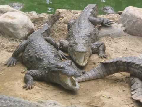 Video thumbnail for The Animal World
