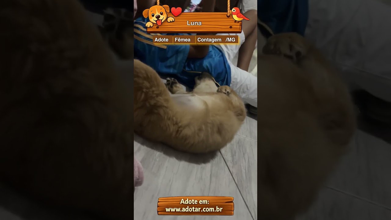 Cachorro raça Chow Chow idade 7 a 11 meses nome Luna