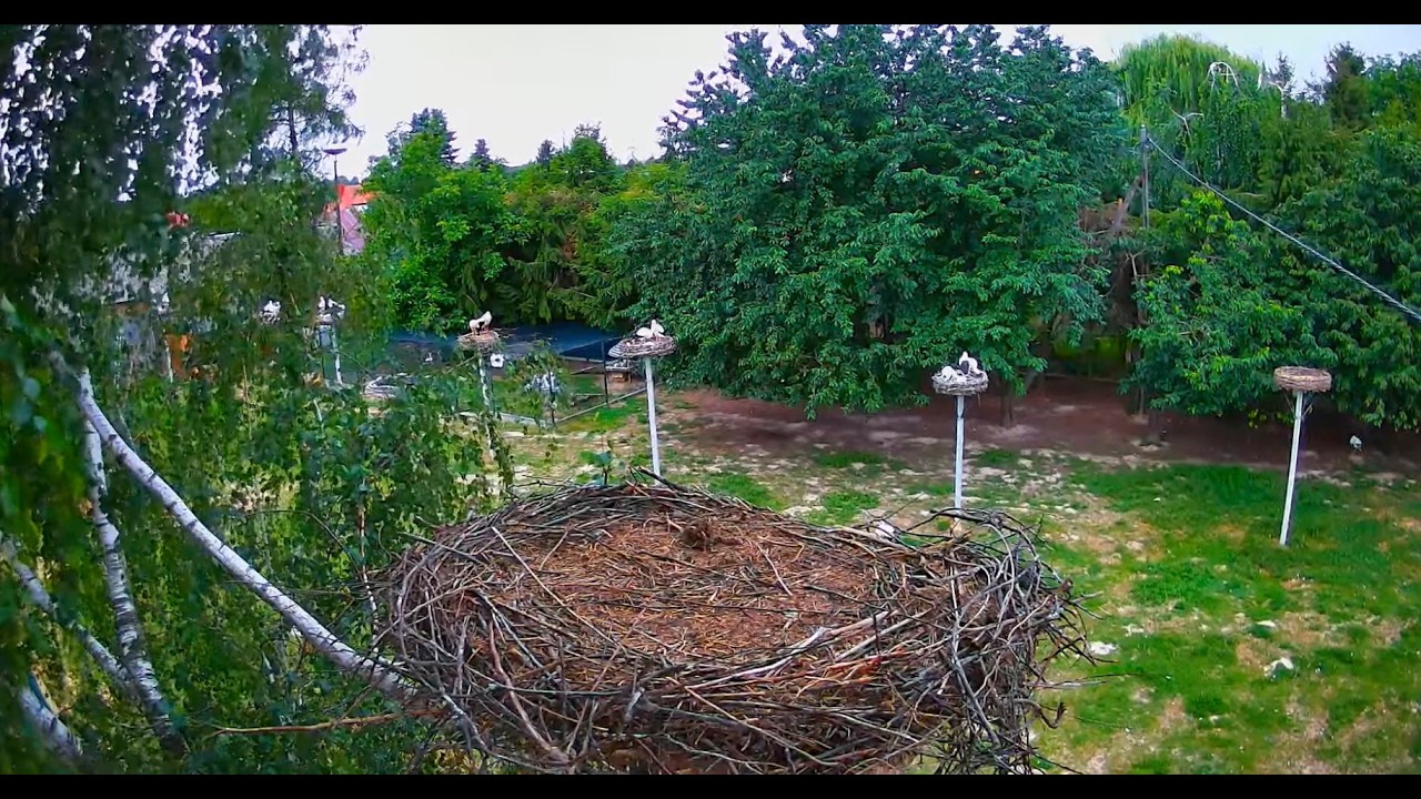 Live webcam view of Nido en Refugio de Cigüeñas