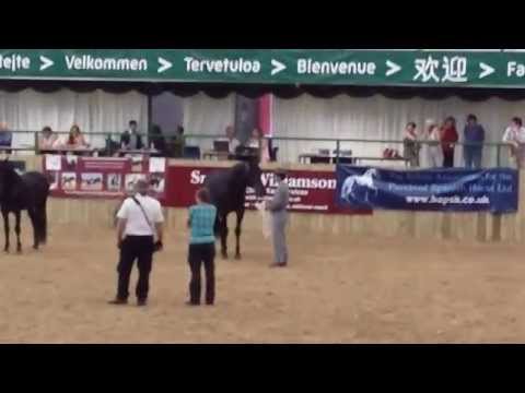 Presentation of the 5-6 year old Stallion ANCCE Class - Jascal & Oriol Matas - July 2014