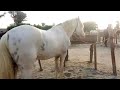 BIG Horse Breeding Secrets Revealed Horse Power New Horse Meeting 2026