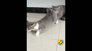 Download lagu MPUS KAWIN : #shorts #kucingkawin #kucinglucu #kucingimut #kucing mp3