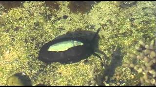 At the Turn of the Tide