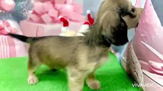 ミニチュアダックスの動画01