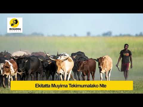 Ekitatta Muyima Tekimumalako Nte - Engero N'amakulu - Buganda Ekkula