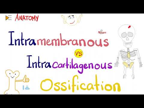 Intramembranous vs. Intracartilagenous Ossification (Endochondral) 🦴 - Anatomy Series