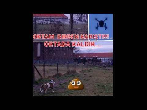 krc genk vs stvv ! 2022 Büyük olay çıktı . beklenmedik bir anda. pitbull belcika.. kavga . amstaff