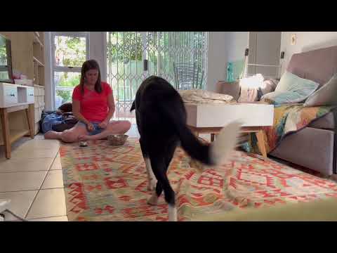 Mister Kipling’s FINAL KUSA Champion Trick Dog Application