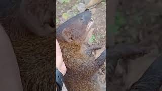 Download lagu Garangan JUMBO mp3