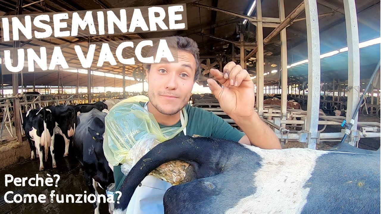 Inseminazione e fecondazione artificiale