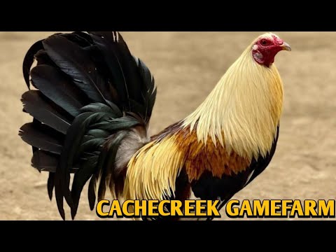 Grey Sweater Claret - CACHECREEK FARM