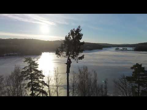 Trädfällning med OLIK Trädtjänst