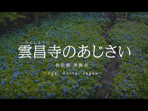 【秋田県男鹿市】雲昌寺のあじさい