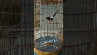 Download lagu MURAI BATU KITARO DENGAN GAYA SANTUN mp3