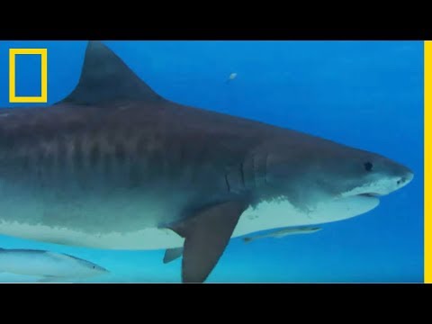 download lagu mp3 mp4 Requin Tigre, download lagu Requin Tigre gratis, unduh video klip Requin Tigre