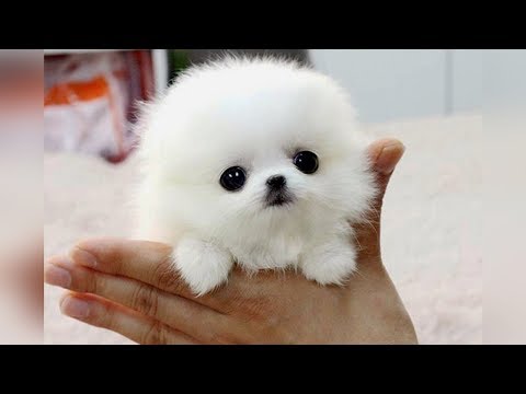 The SMALLEST DOG BREEDS in the World