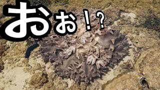 閲覧注意？ぼくの夏休み【なにかしらの生命体との出会い】