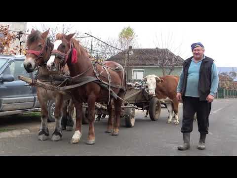 Caii domnului Nelu de la Bratca, Bihor - 2020 Nou!!!