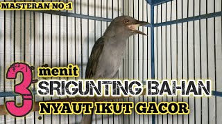 Download lagu MASTERAN SUARA SRIGUNTING ABU-ABU YANG PALING DI CARI mp3 Download lagu MASTERAN SUARA SRIGUNTING ABU-ABU YANG PALING DI CARI mp3