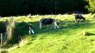 preview picture of video 'Dancing Newborn Spring Lambs at Mount Tutu'