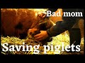 Bad Momma pig rejects her babies and try's to EAT them!