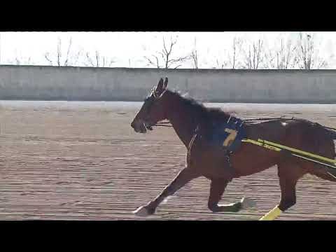 Ippodromo dei Sauri - 4° corsa del 24.3.2022