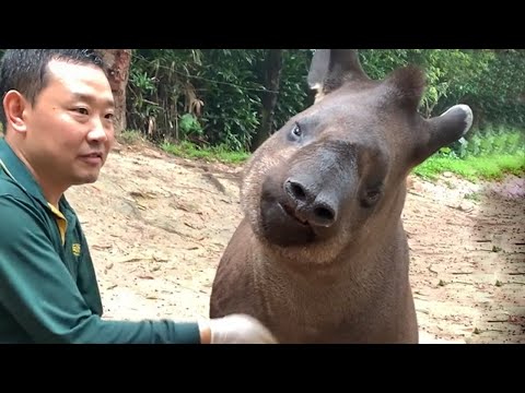 Rire aux éclats |🤣 animaux les plus drôles de la semaine 🤣
