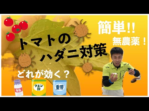 なぜトマトに牛乳をかけるのでしょうか？副作用はありますか?  庭園