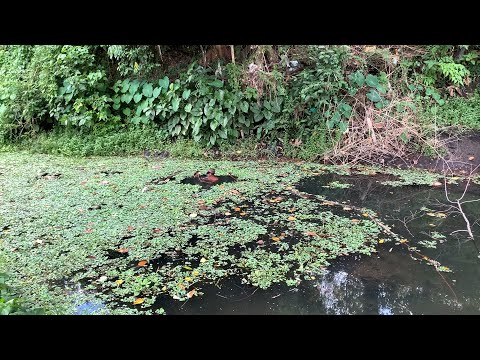 SE03EP076 Part 2 - FAST & Furious FIVE - NAPASABAK sa MINI LAGOON ng San Antonio Quezon