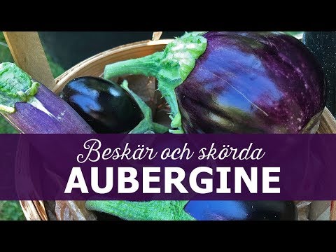 , title : 'Beskär och skörda aubergine'