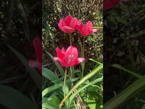  10 個の春の野の花と写真: 特性、象徴性、興味深い事実  庭園