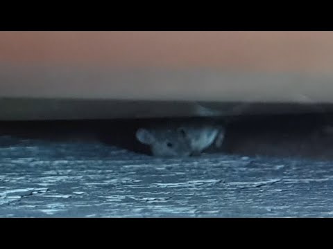 "Коммунальный рейд": в бийском многоквартирном доме фиксируют нашествие грызунов и насекомых