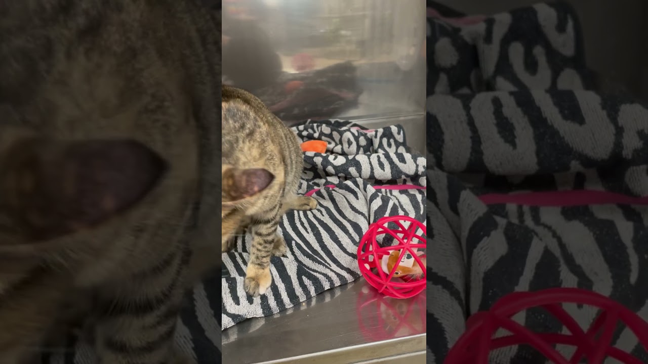 Freya, a Adoptable Domestic Short Hair in Jupiter, FL video 5/5