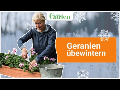 Geranien überwintern: Die beste Methode
