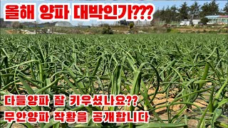 다들 양파 작황 괜찮으신가요?? 고민인 분들도 있고 무안 양파 작황을 라이브로 공개합니다