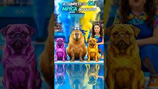 Cappy competiu com seu Pug dourado contra Emilly. capi #capivara #pug